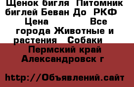 Щенок бигля. Питомник биглей Беван-До (РКФ) › Цена ­ 20 000 - Все города Животные и растения » Собаки   . Пермский край,Александровск г.